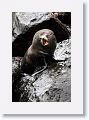 Incorrectly named Galapagos Fur Seals, they are really Sea Lions with  external ear-like pinnae flaps